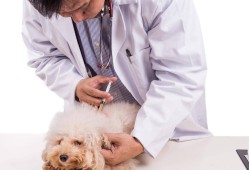 接种狂犬病疫苗会影响狗狗的性情吗？怎么办？