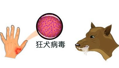 全球80%以上的狂犬病疫苗被中国人打了怎么办？